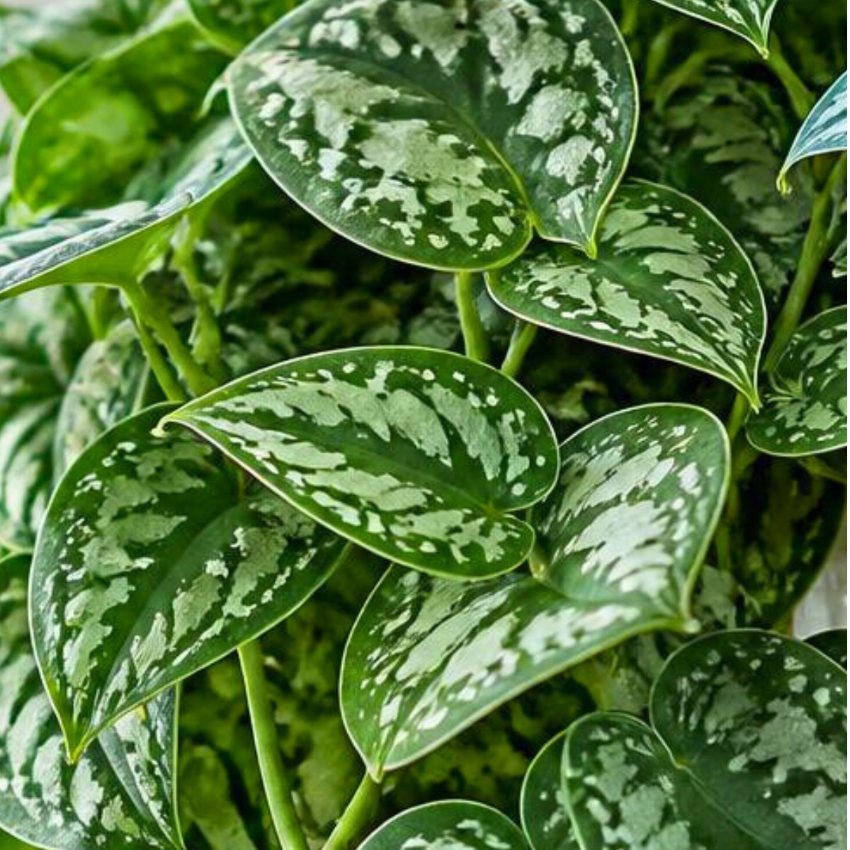 Close view of living plants from the NewBridge sensory garden collection
