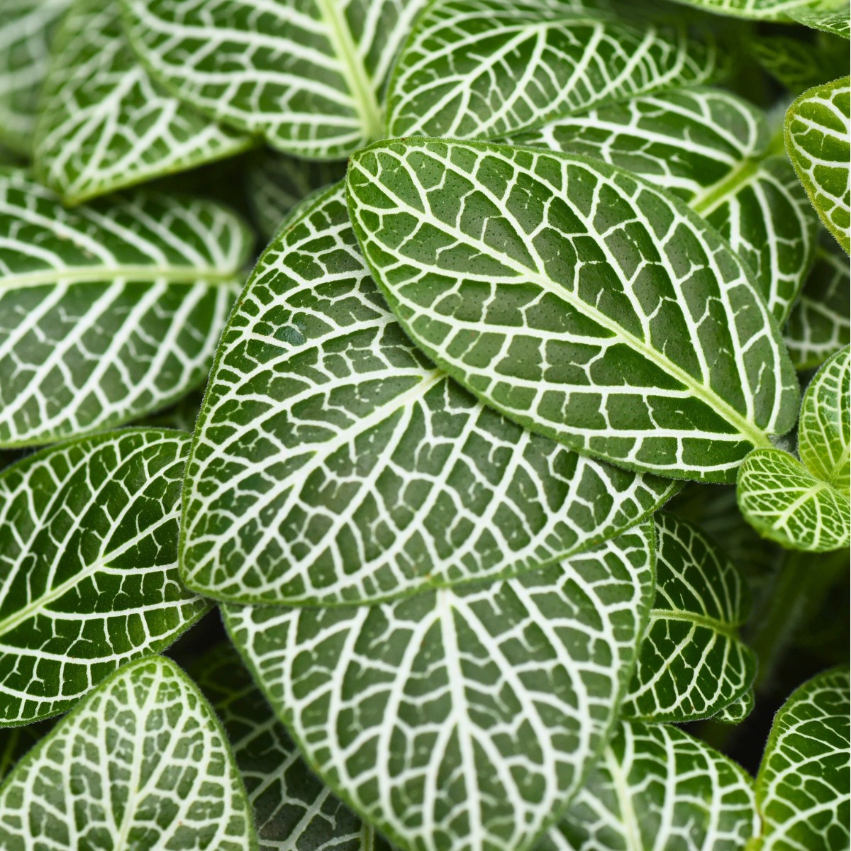 Highly textured white-veined foliage from the NewBridge plant collection