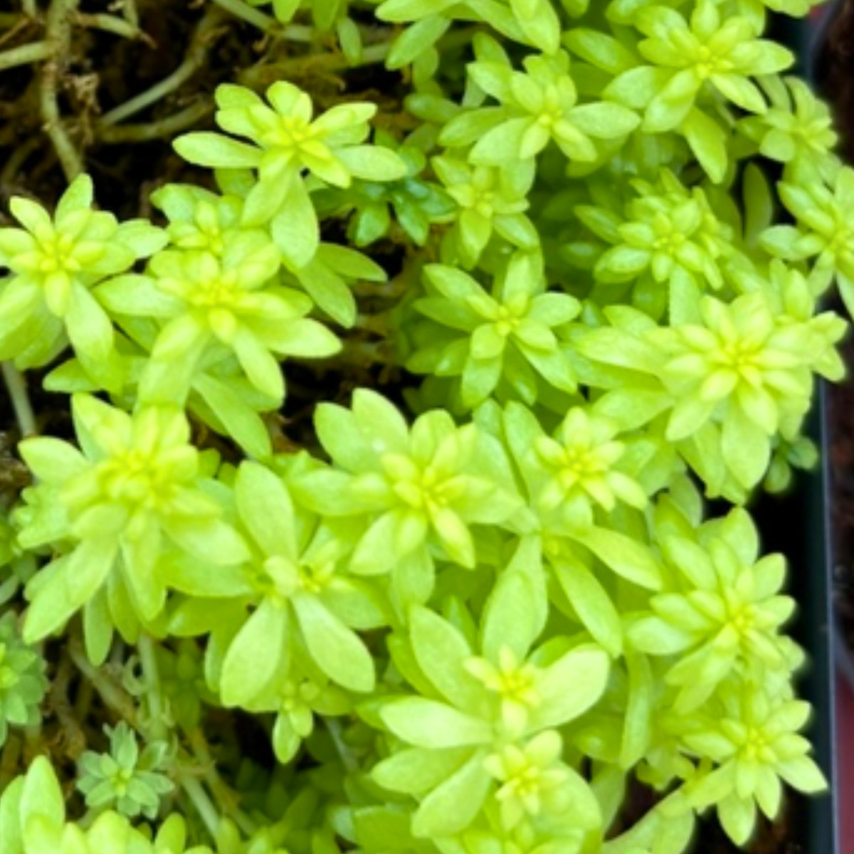 Golden Sedum growing in the NewBridge sensory garden collection
