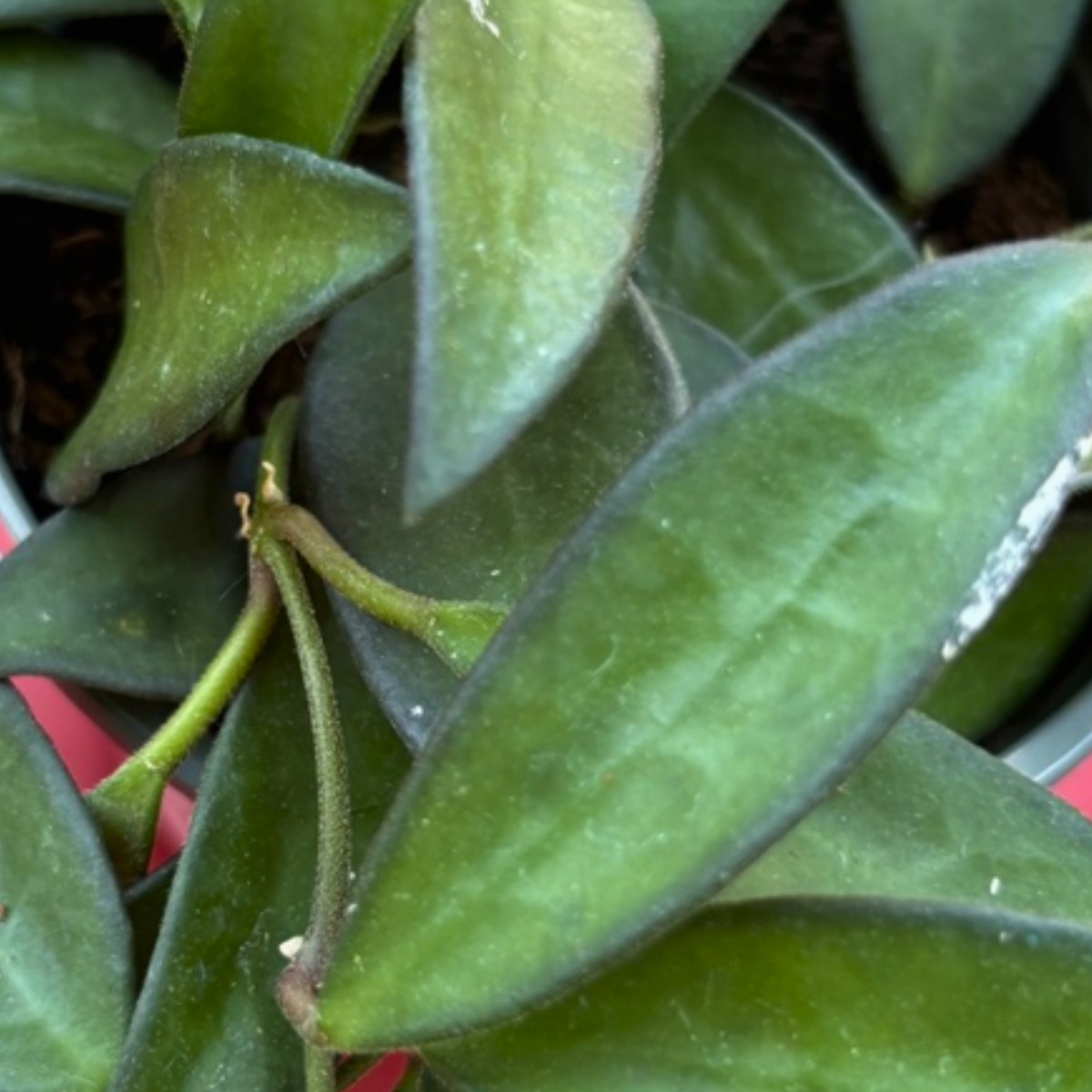 Waxy foliage selected for the NewBridge sensory garden